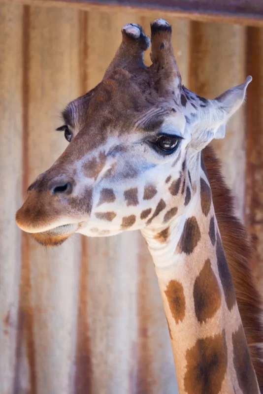 Портрет жирафа или Giraffa camelopardalis