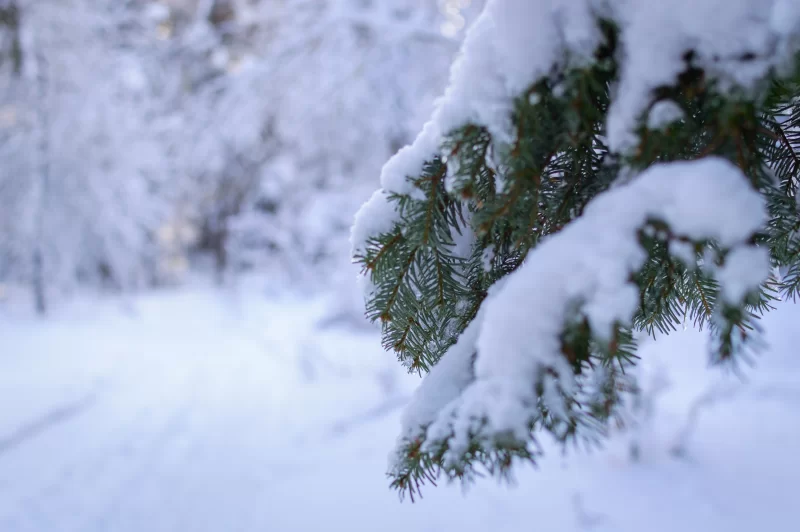 Snow-covered fir branch