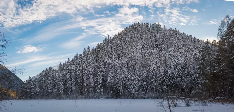 Зимний лес и заснеженные ели на фоне голубого неба