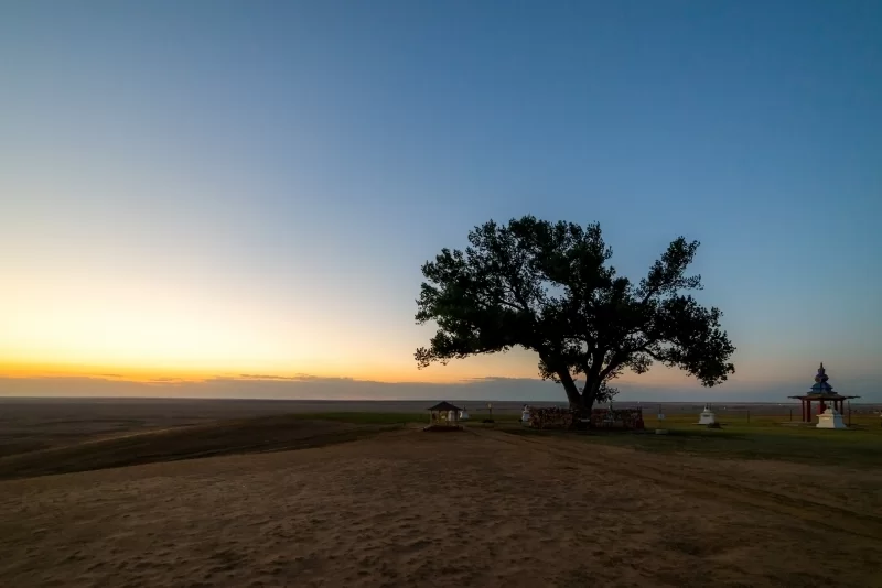 Священное дерево в Калмыкии