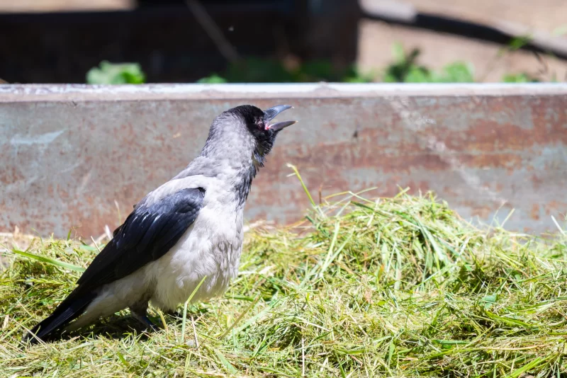 Серая ворона кричит на фоне стога сена и ржавого металлического сооружения