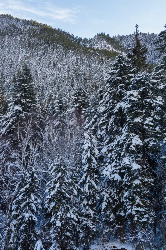 Winter forest, snow-covered fir trees