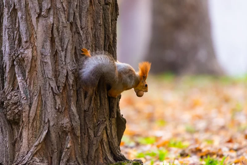 Рыжая белка с орехом на стволе дерева
