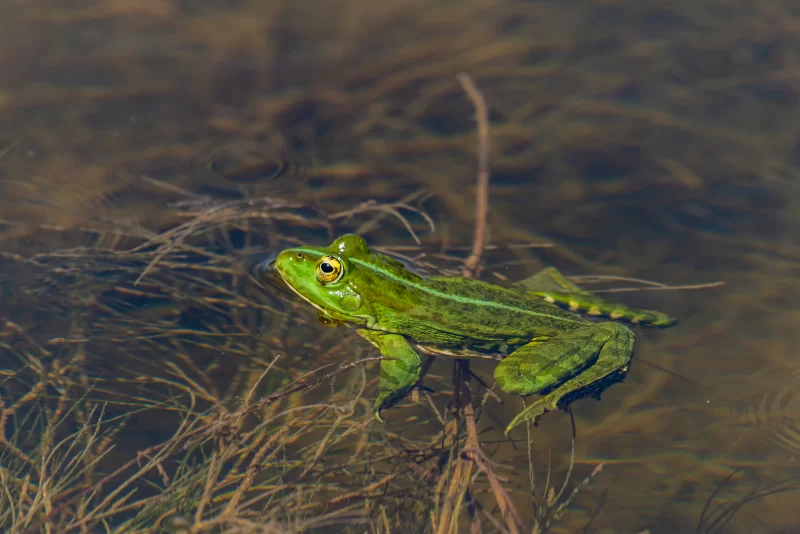 Зеленая лягушка в воде