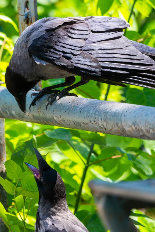 Два ворона на ветке: общение и забота в летнем саду