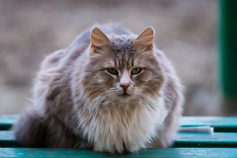 Пушистый серый кот с зелеными глазами сидит на скамейке