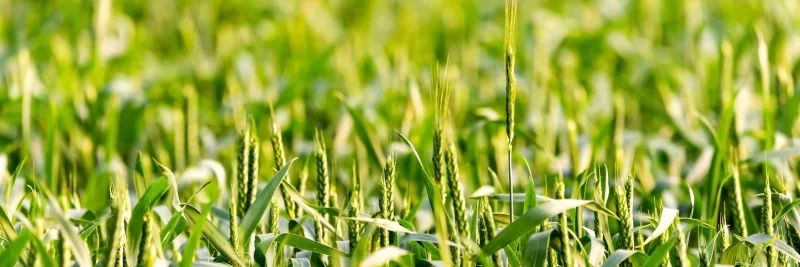 Green wheat in the field