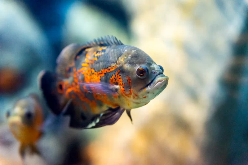 Яркая аквариумная рыбка Оскар с оранжевыми пятнами крупным планом