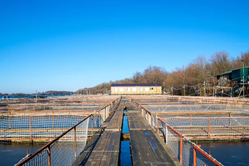 Садки для разведения рыбы в естественной реке