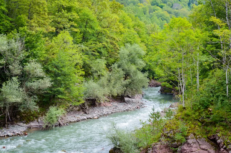 Picturesque mountain river in an emerald forest