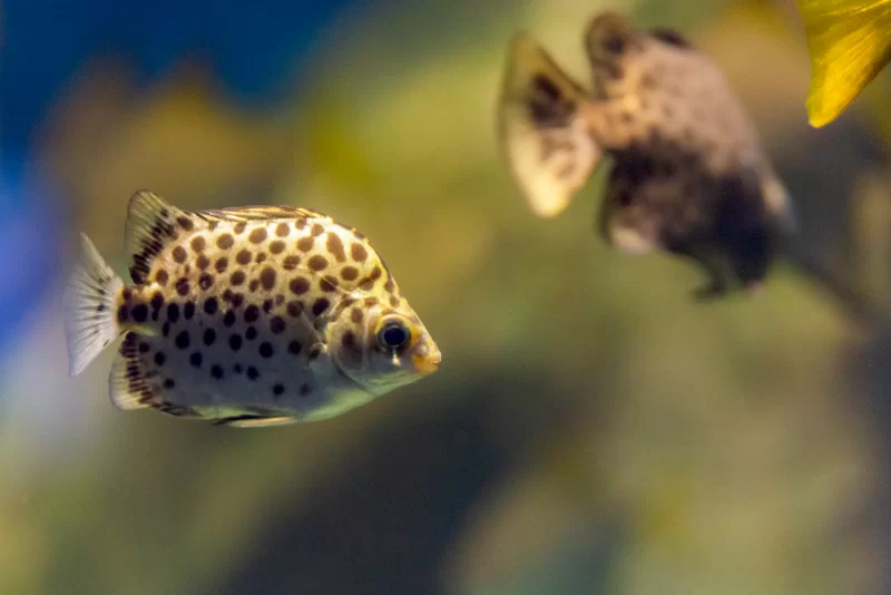 Пятнистая рыба-брызгун (Scatophagus argus) в аквариуме, крупный план