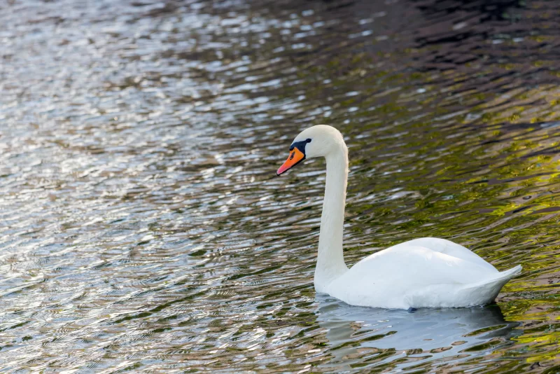 Majestic white swan glides on a mirrored water surface illuminated by sunlight