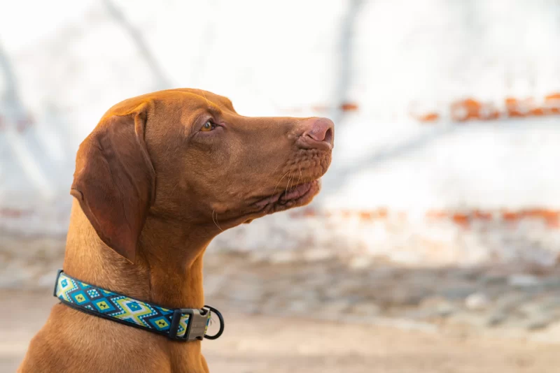 Портрет рыжей собаки в стильном ошейнике, смотрящей вдаль